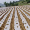 compostable agricultural film