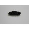 sea cucumber from China