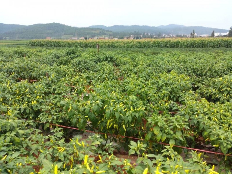 QQ图片20150730102347