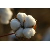 processing cotton