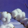 seek agent for cotton
