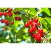 seek supply Barbados cherry agency