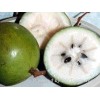 processing supply Star Apple - Milkfruit