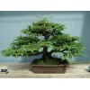 seek supply bonsai plants agency