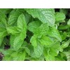 seek SPEARMINT LEAVES    (Egypt) agency