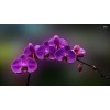 seek supply orchids agency