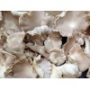 Seek oyster mushroom agency