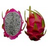 processing supply Dragon fruit