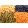 processing supply Vegetable Seed