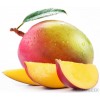 processing supply Fresh Mango
