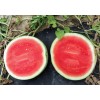 processing Ten-Bow No.2 Red Flesh Watermelon