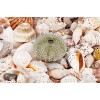 seek supply all kinds of raw sea shells agency