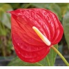 seek Anthuriums agency