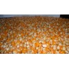 processing supply Yellow Corn/Maize