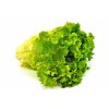 seek supply Fresh Lettuce agency
