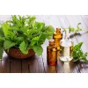 singapore processing Peppermint Oil