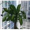 seek Ornamental Plants. Dracaena agency