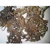 processing Seaweed Cottoni