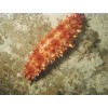 seek Sea Cucumbers agency