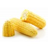 processing supply Yellow Corn