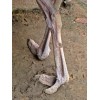 Ostrich legs