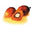 OIL PALM PRODUCTS