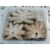 processing supply Frozen Octopus