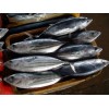 processing supply Frozen Skipjack Tuna W/R & Loins