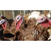 Look For Cooperation On A.S.E.A.N. Turkey Farm
