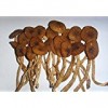 Discount dried matsutake and agaricus bisporus and agaricus blazei mushroom