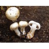 Pleurotus Eryngii mushroom slice and indian mushroom piece