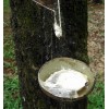 Natural Rubber Cup Lump