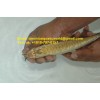 24k Golden arowana fishes