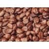 Arabic Coffee Bean