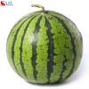 Watermelon phagostimulant