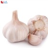 Garlic phagostimulant