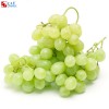 Grape phagostimulant