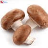 Mushroom phagostimulant