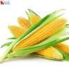 Corn oil soluble flavor
