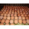 Fresh Table Chicken Eggs