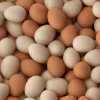 Top Quality Fresh eggs