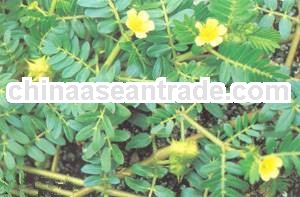100% natural Tribulus Terrestris Extract with good quality