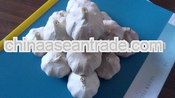 2012 Chinese Normal White Garlic with good price