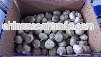 2012 Chinese White or Red Garlic Carton Packing