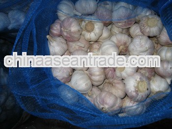 2012 fresh chia normal white garlic