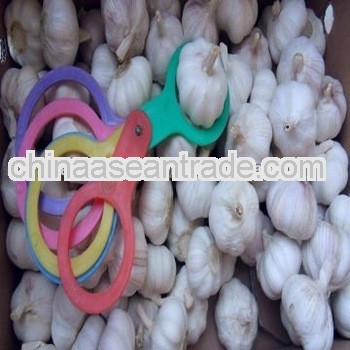 2012 normal whitegarlic for sale