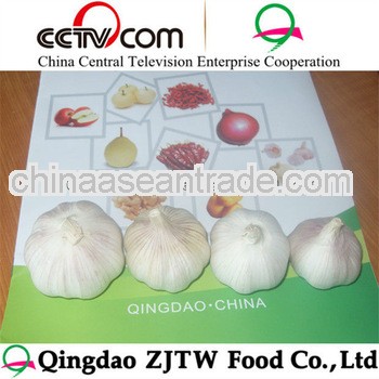 2013 China White natural garlic shandong fresh garlic