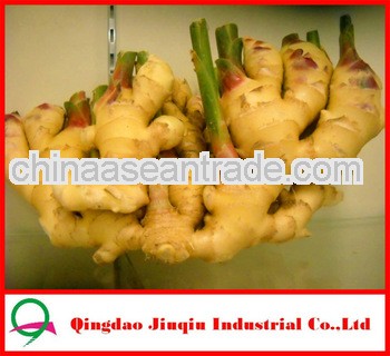 2013 Chinese Ginger for sale