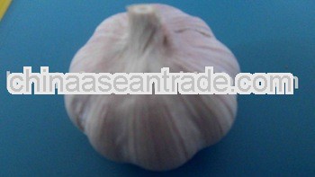 2013 Chinese Normal White Garlic