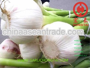 2013 Crop Pure White Garlic From 